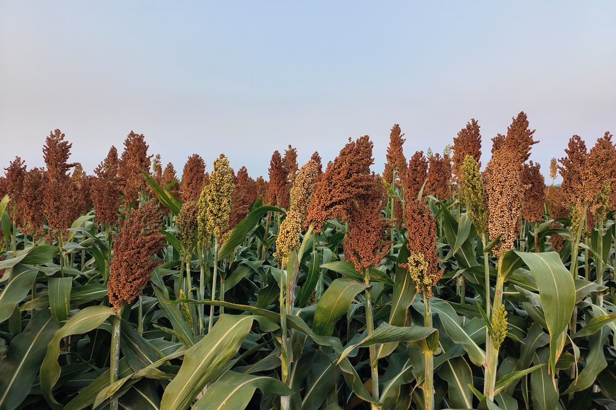 A field of ripe sorghum — red grain heads on green stalks — the raw material behind most Chinese baijiu