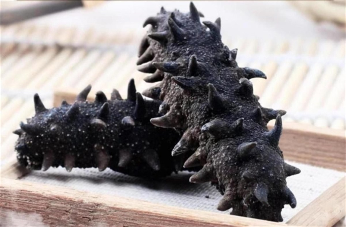 Dried sea cucumbers — the leathery starting point that needs four days of soaking before it can be braised