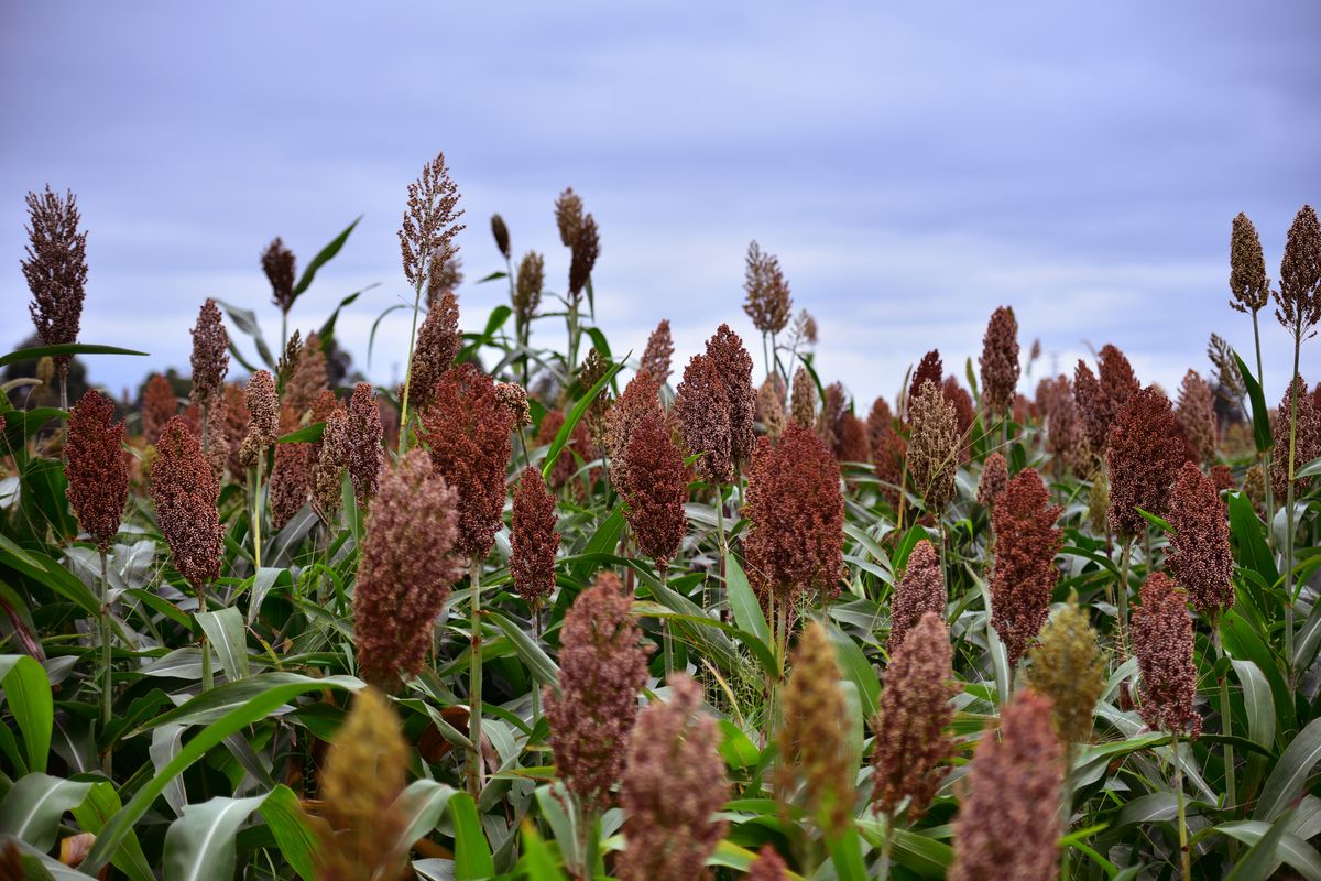 Sorghum panicles ripening in a field under a grey autumn sky