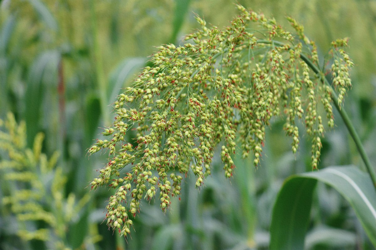 Sorghum in the field — the grain baijiu is built on and the base of its qu