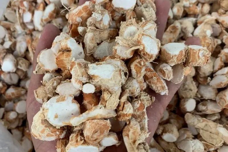 Sand ginger
