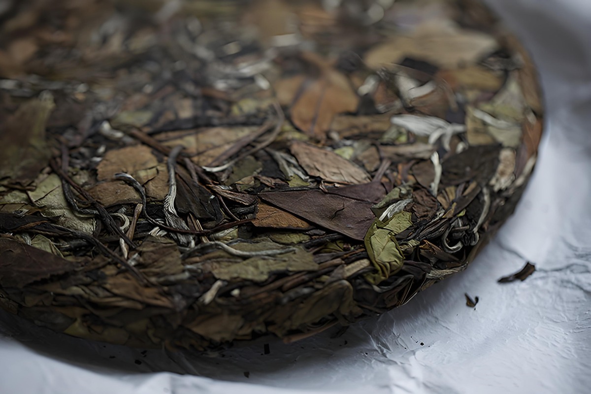 Aged Shou Mei white tea — coarse pressed leaves and silvery stems in a ten-year-old cake