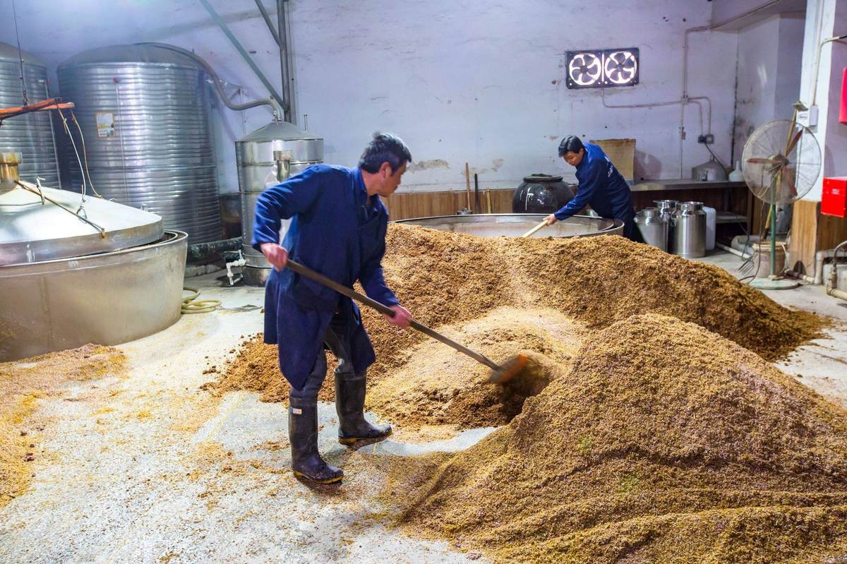 Workers shovelling steamed sorghum on the floor of a baijiu workshop, wooden fermentation vessels behind